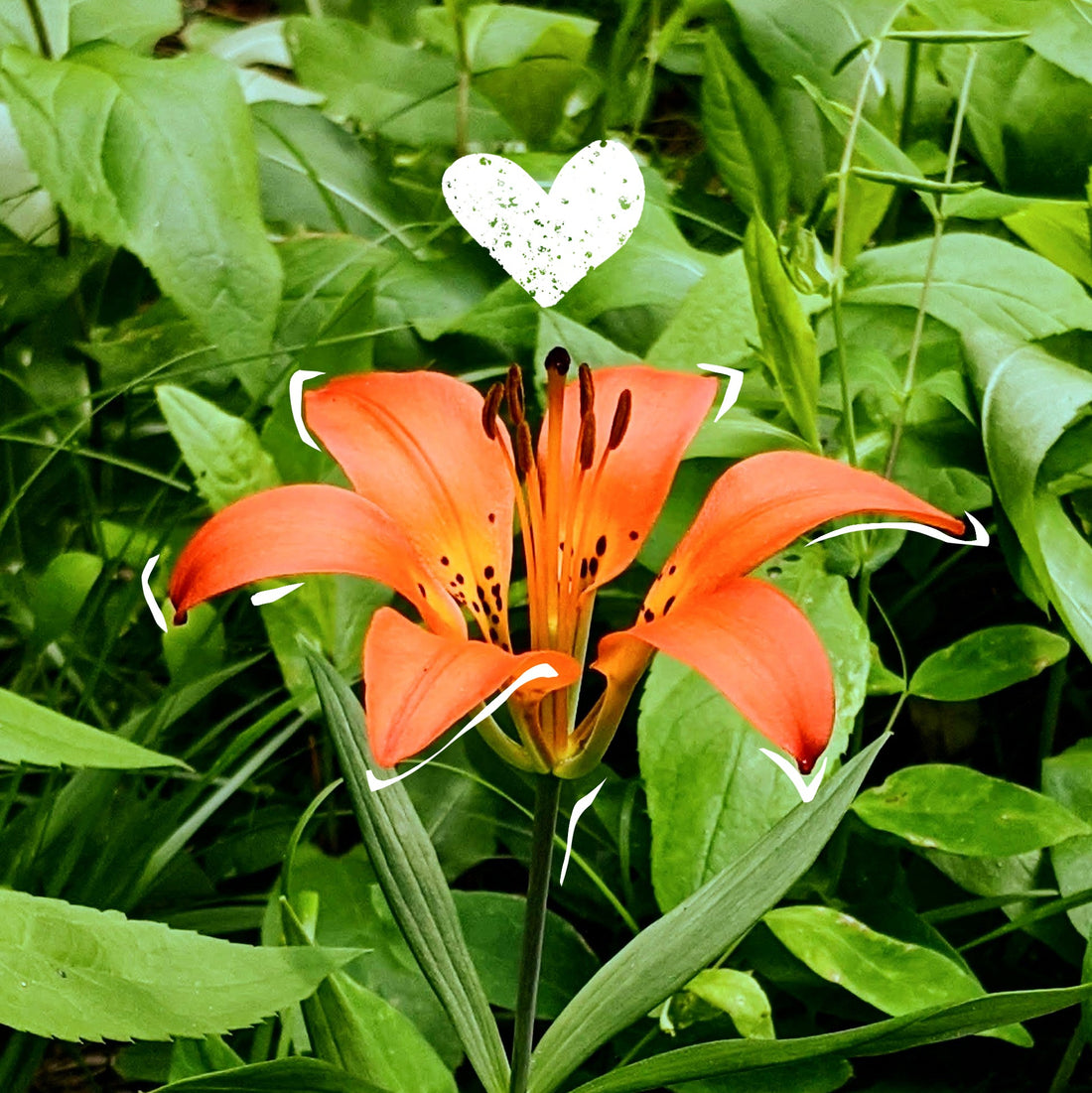 Orange lily flower with green leaves in a natural setting